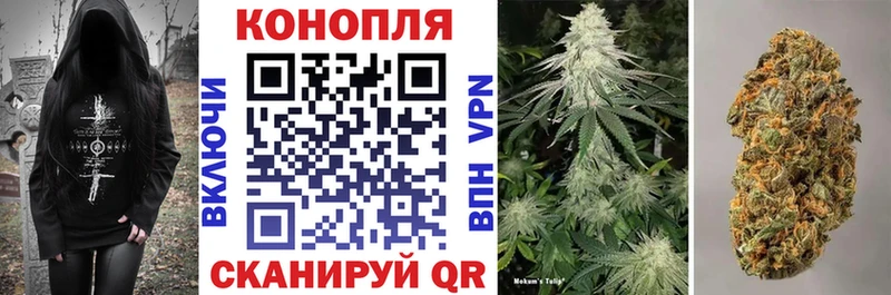 Каннабис сатива  Кингисепп 